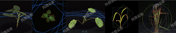 盆栽植物二维数字表型采集分析系统.jpg